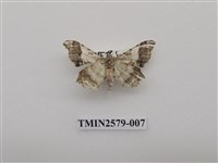 藏品(尺蛾89)的圖片